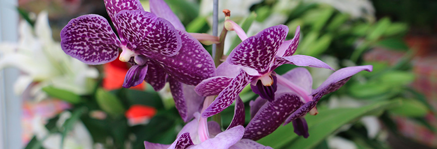 Sanibel Island Farmers Market